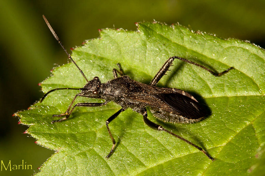 broad-headed bug