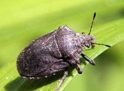 Stink Bug