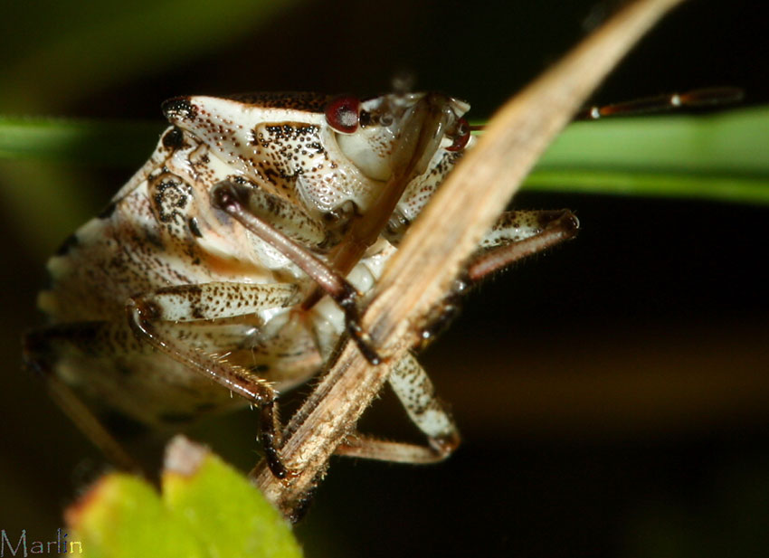 Stinkbug Ventral View