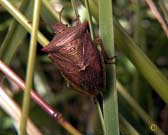 shield bug