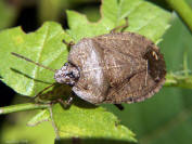 Stink Bug