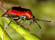 Plant Bug - Metriorrhynchomiris dislocatus