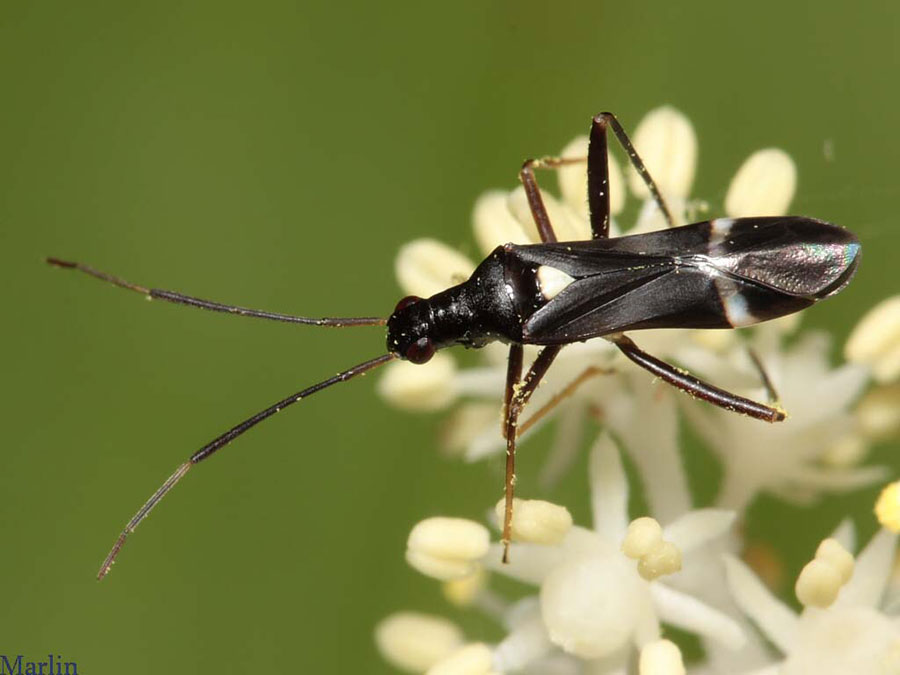 Plant Bug - Pseudoxenetus regalis