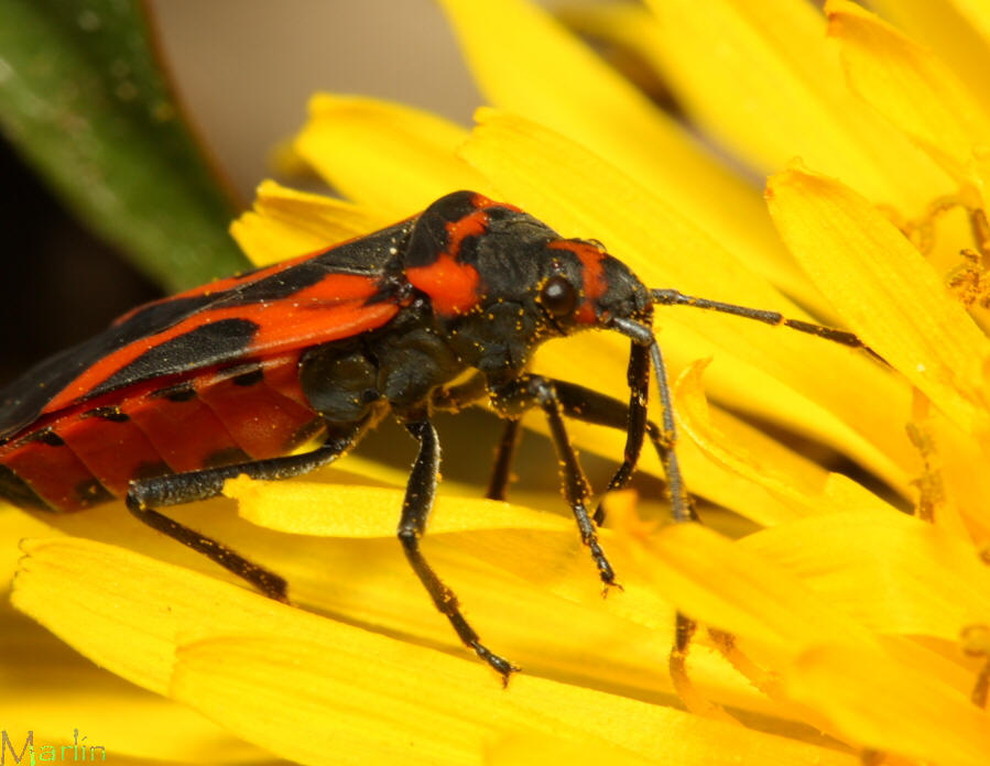 Small Milkweed Bug