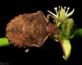 Stinkbug Nymph - Euschistus tristigmus luridus