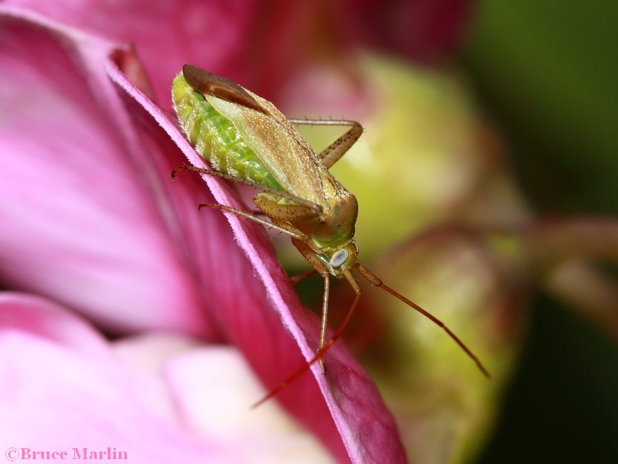 Alfalfa Plant Bug