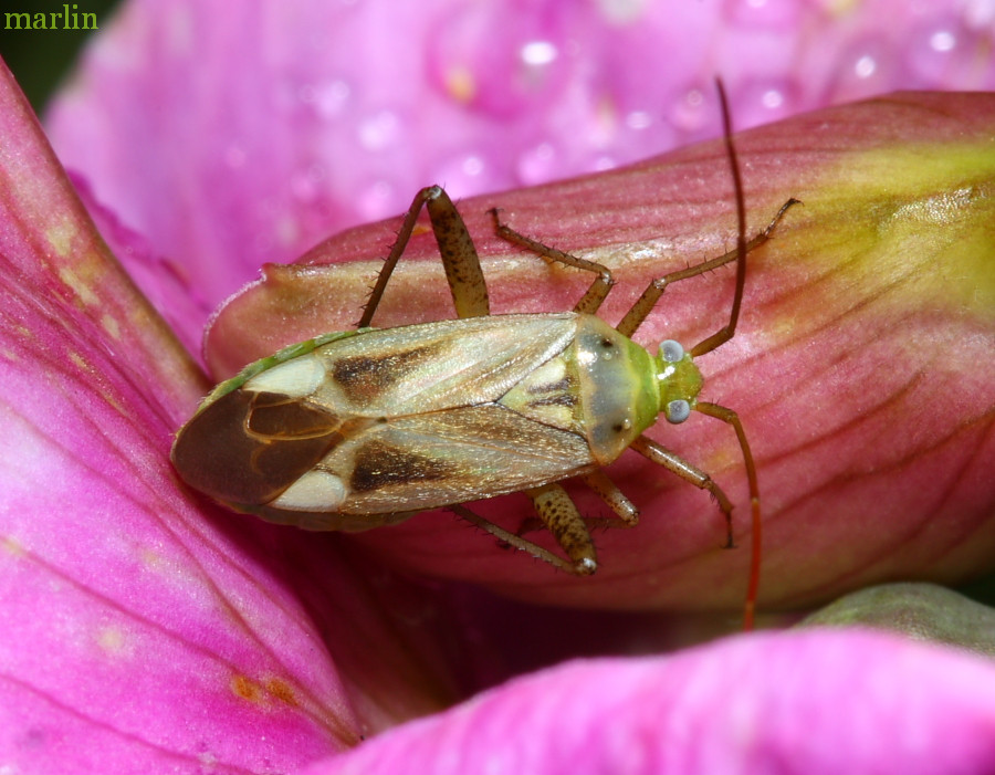 Alfalfa Plant Bug