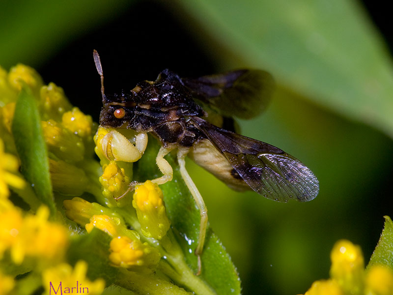 Ambush Bug spreads its wings