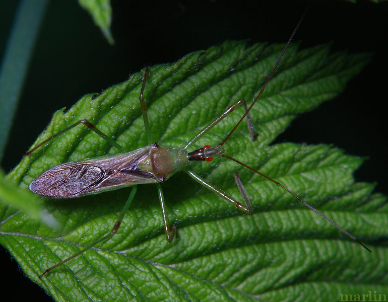 Assassin Bug - Zelus luridus