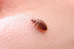 Bed Bug Picture