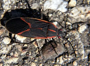 Box Elder Bug
