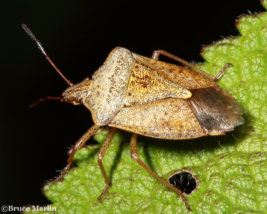 Brown Stink Bug