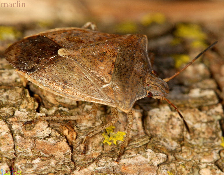 Brown Stinkbug - Euschistus servus