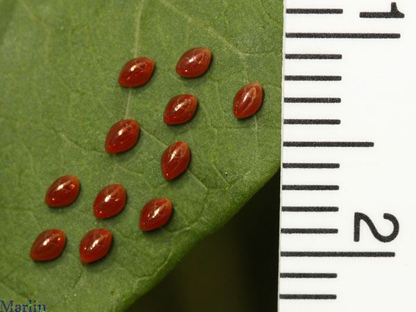 Bed Bug Eggs