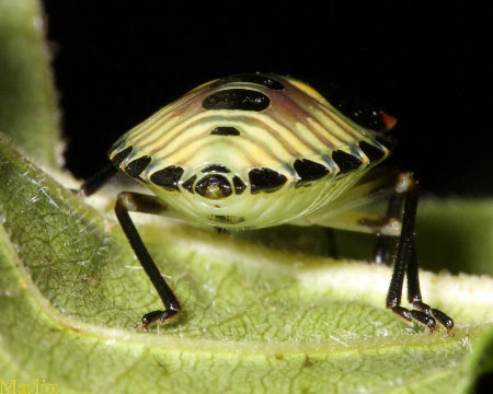 Green Stink Bug Nymph