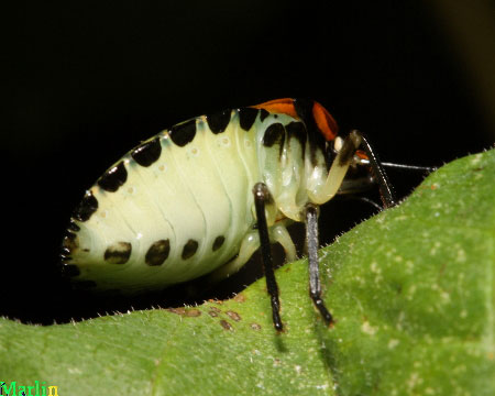 Green Stink Bug Nymph