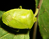 Green Stink Bug
