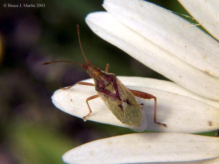 Scentless Plant Bug - Harmostes species