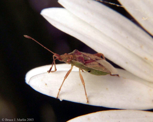 Scentless Plant Bug - Harmostes species