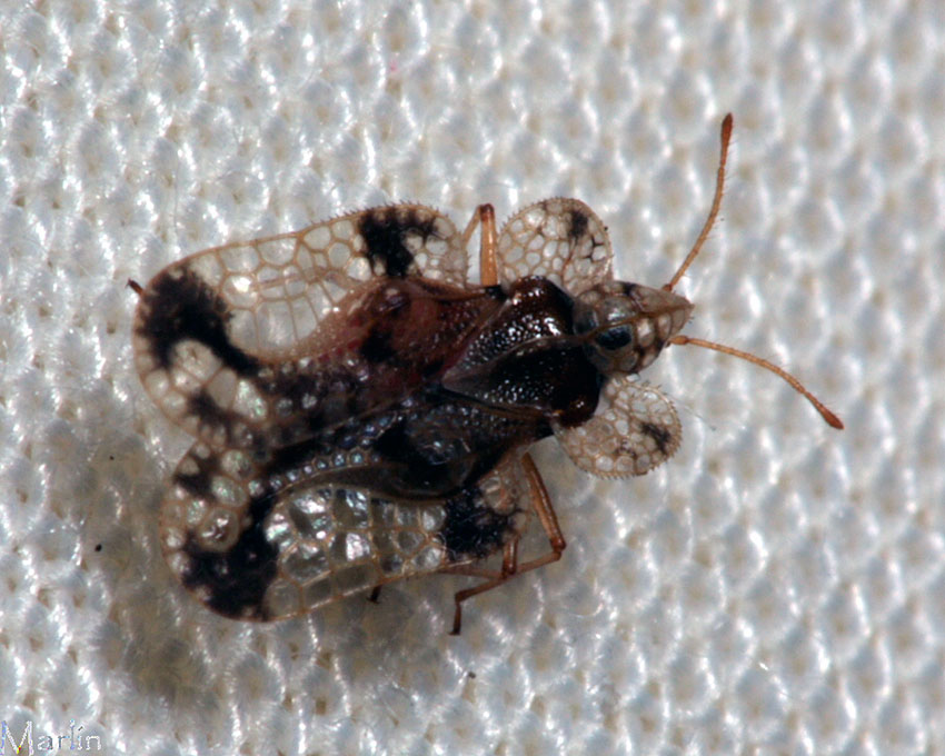 Lace Bug - Corythucha species