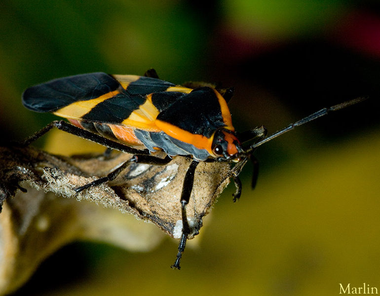 Large Milkweed Bug - Oncopeltus fasciatus