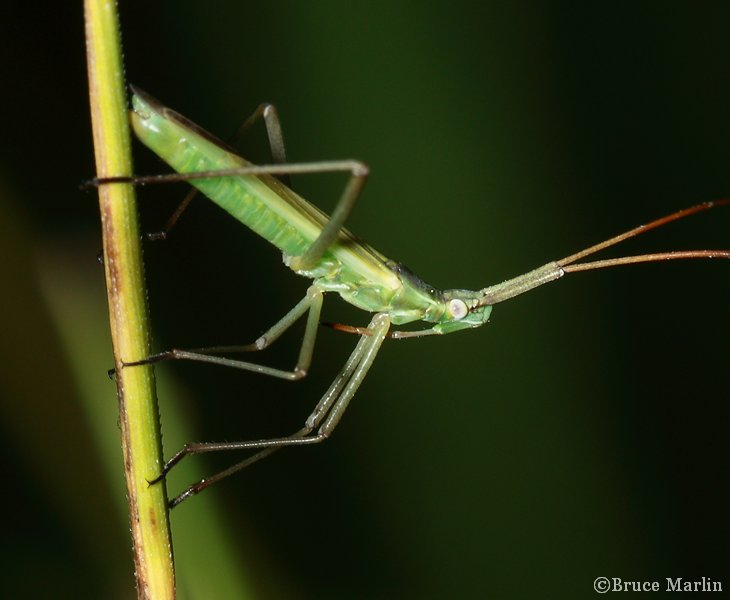 Plant bug M. recticornis