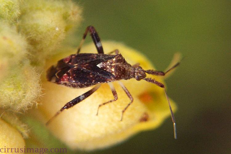 Clouded Plant Bug, Neurocolpus nubilus