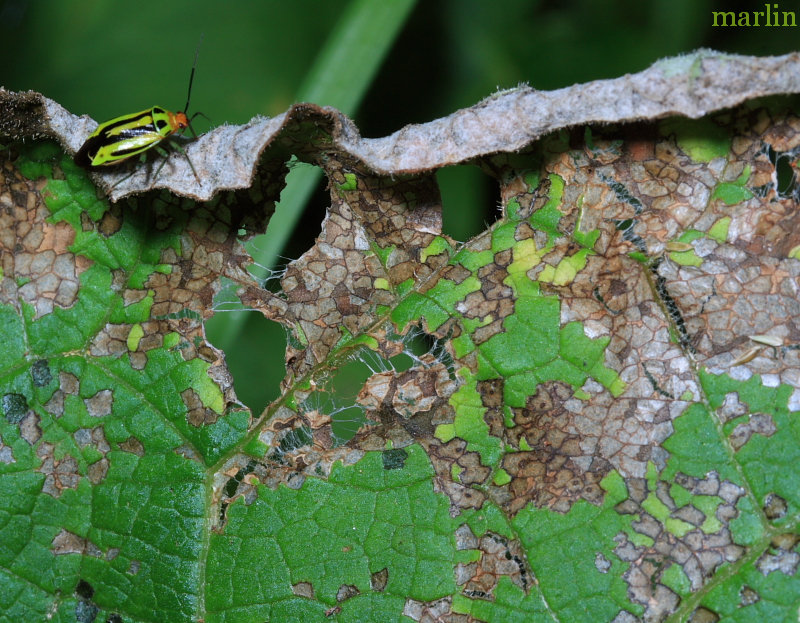 plant bug mosaic foliage damage