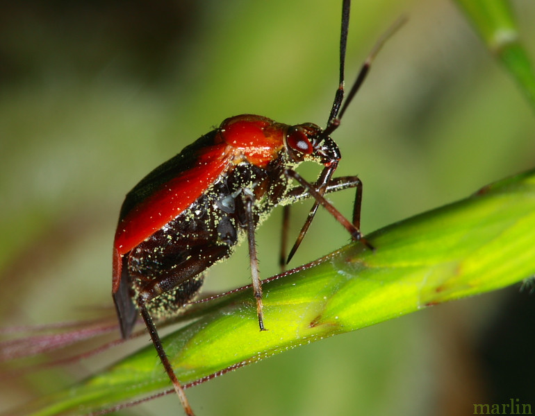 Plant Bug - Metriorrhynchomiris dislocatus
