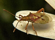 /bugs_Harmostes_species