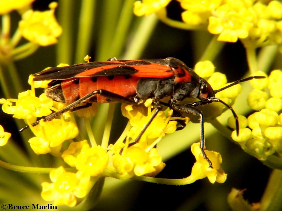 Small Milkweed Bug