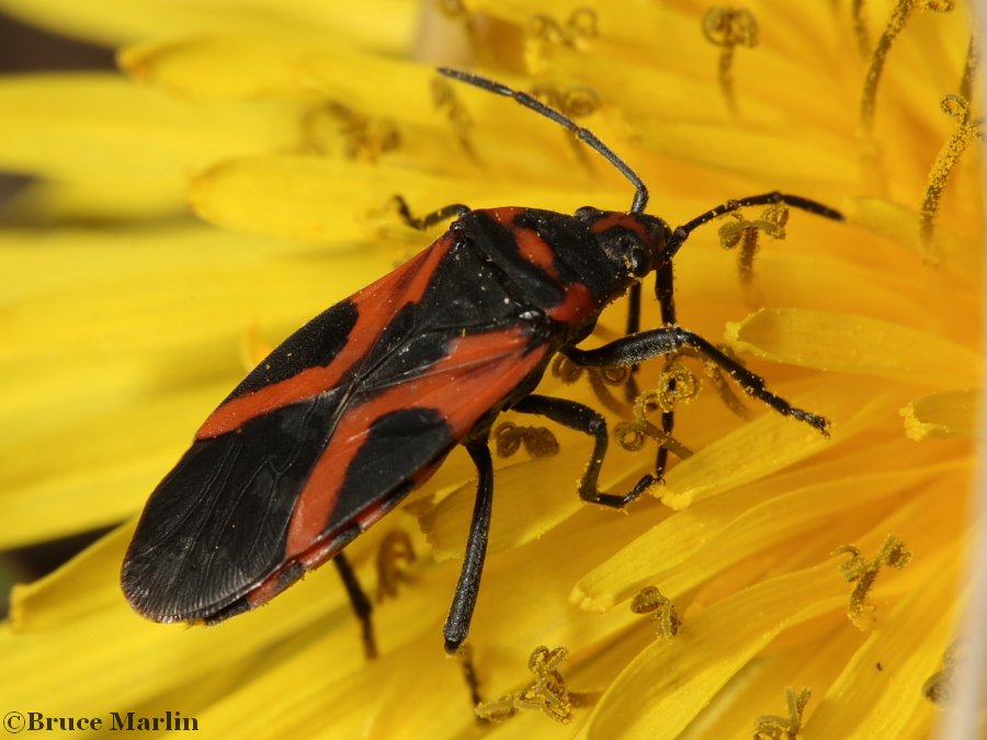 Small Milkweed Bug