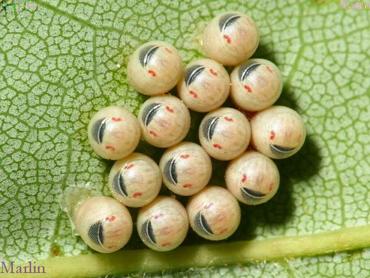 Stink bug eggs on underside of maple tree leaf