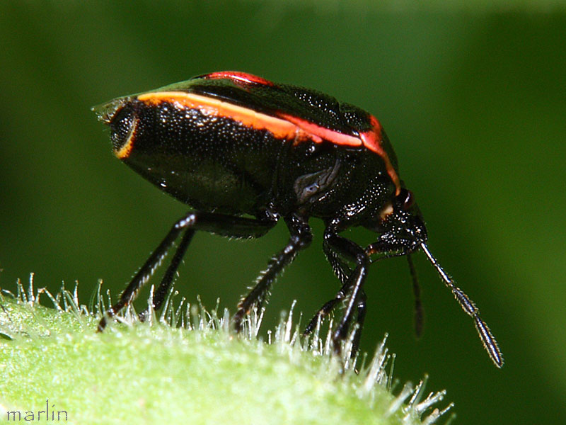 Stink Bug - Cosmopepla lintneriana