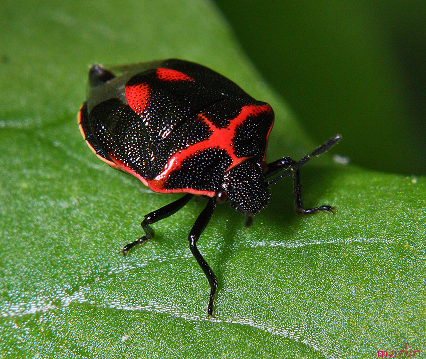 Stink Bug - Cosmopepla lintneriana