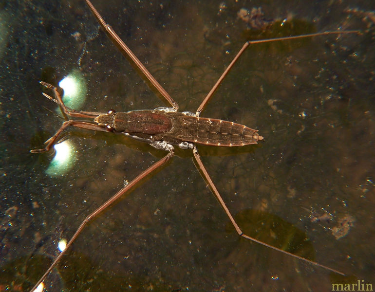 Water Strider