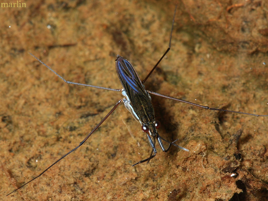 Winged Water Strider