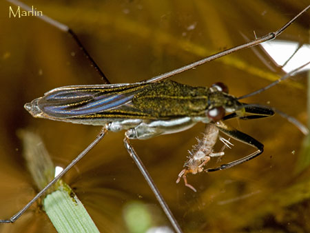 Water Strider