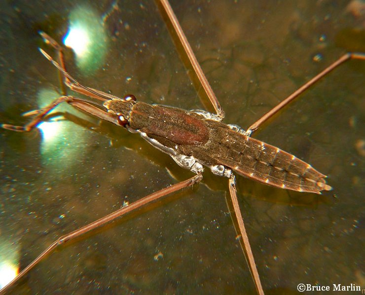 Pond Skater