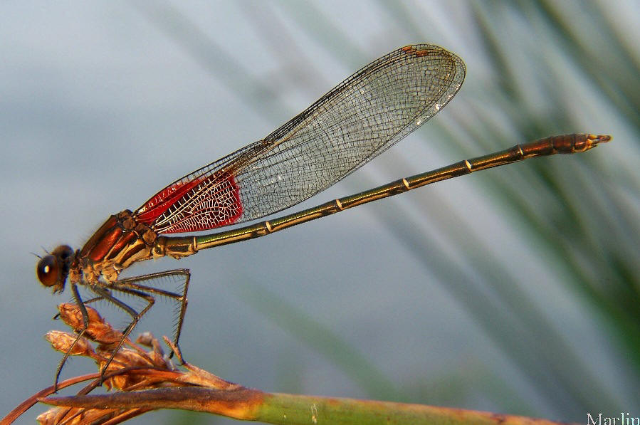 American Rubyspot Damselfly