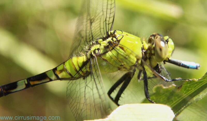 Eastern Pondhawk Dragonfly