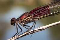 American Rubyspot