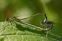 Eastern Forktail Damselfly