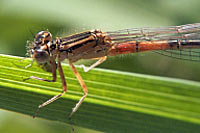 Eastern Forktail variation