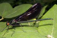 Ebony Jewelwing