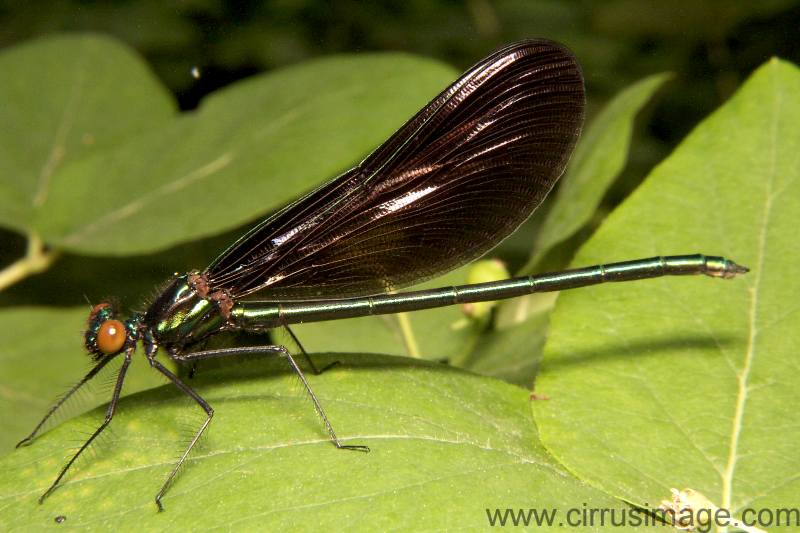 Image: Ebony Jewelwing Damselfly Ebony Jewelwing