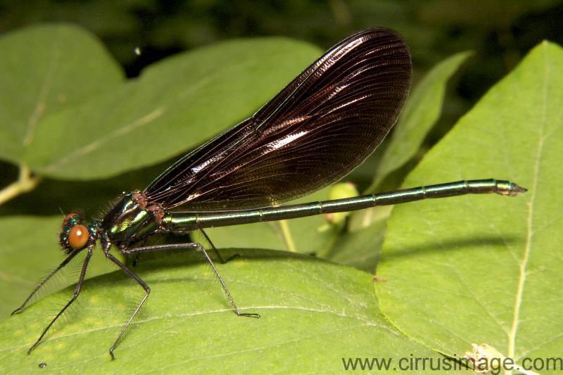 Ebony Jewelwing