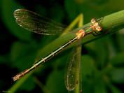 emerald spreadwing