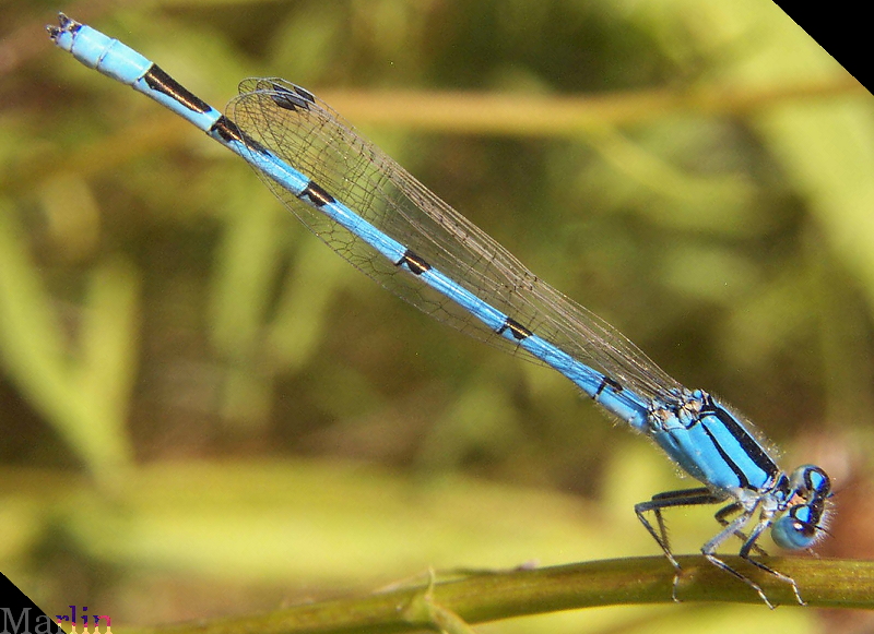 Northern Bluet Damselfly