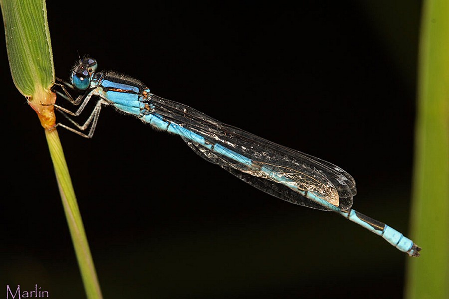 Northern Bluet Damselfly